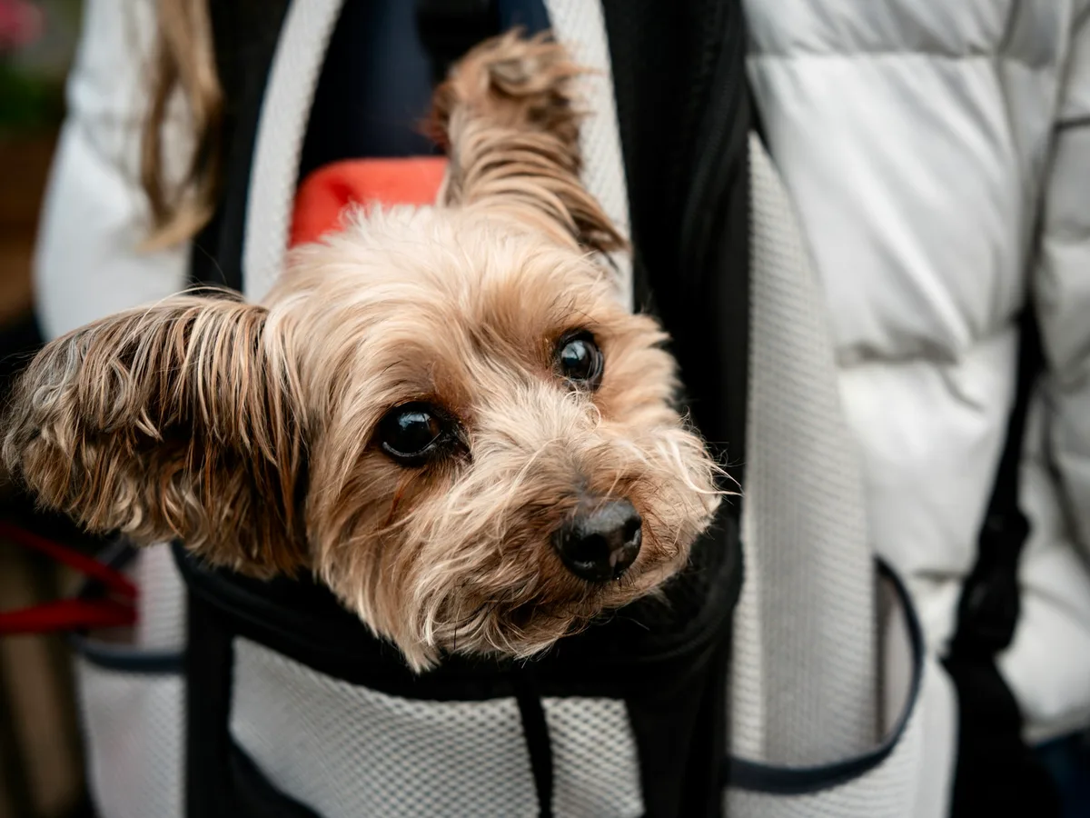 Small dog looking out of a pet carrier held by its owner