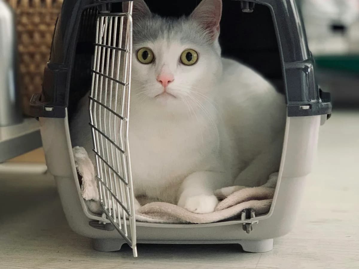 White cat sitting inside a plastic pet travel kennel